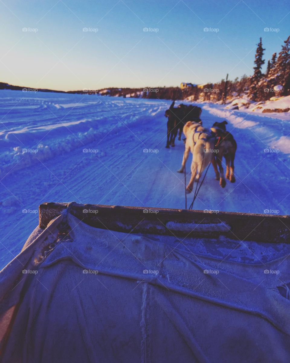 Nwt dog sledding! 