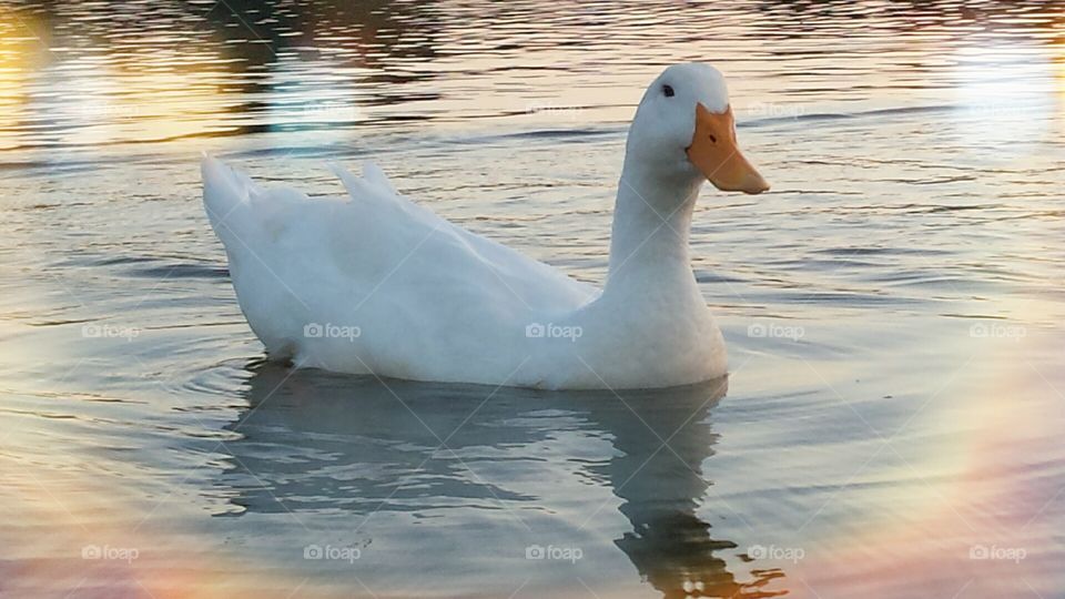 White duck in icy cold water