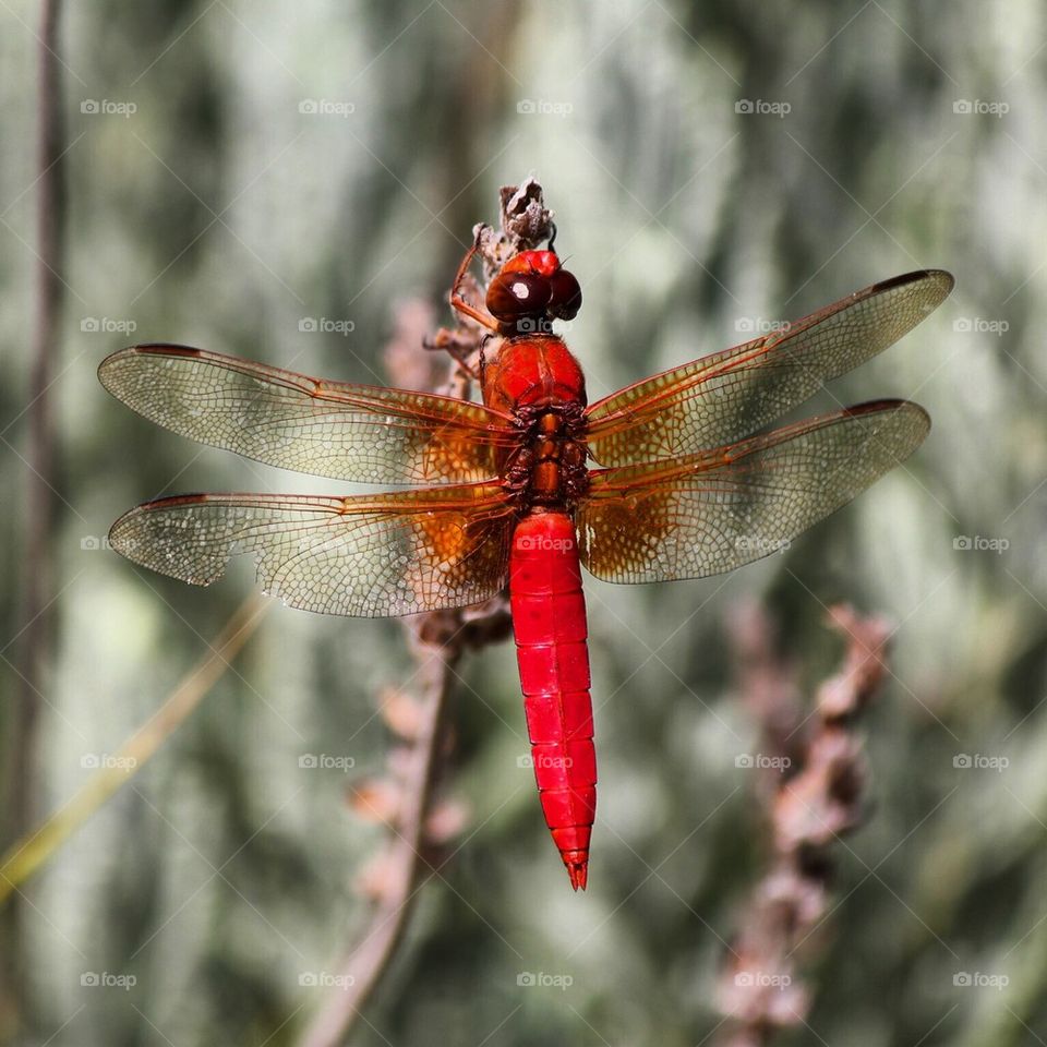 Dragonfly