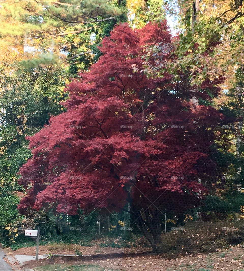 Fall changing leaves to red.