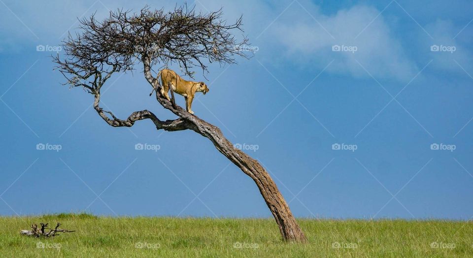 Lion awaits prey from top of the tree