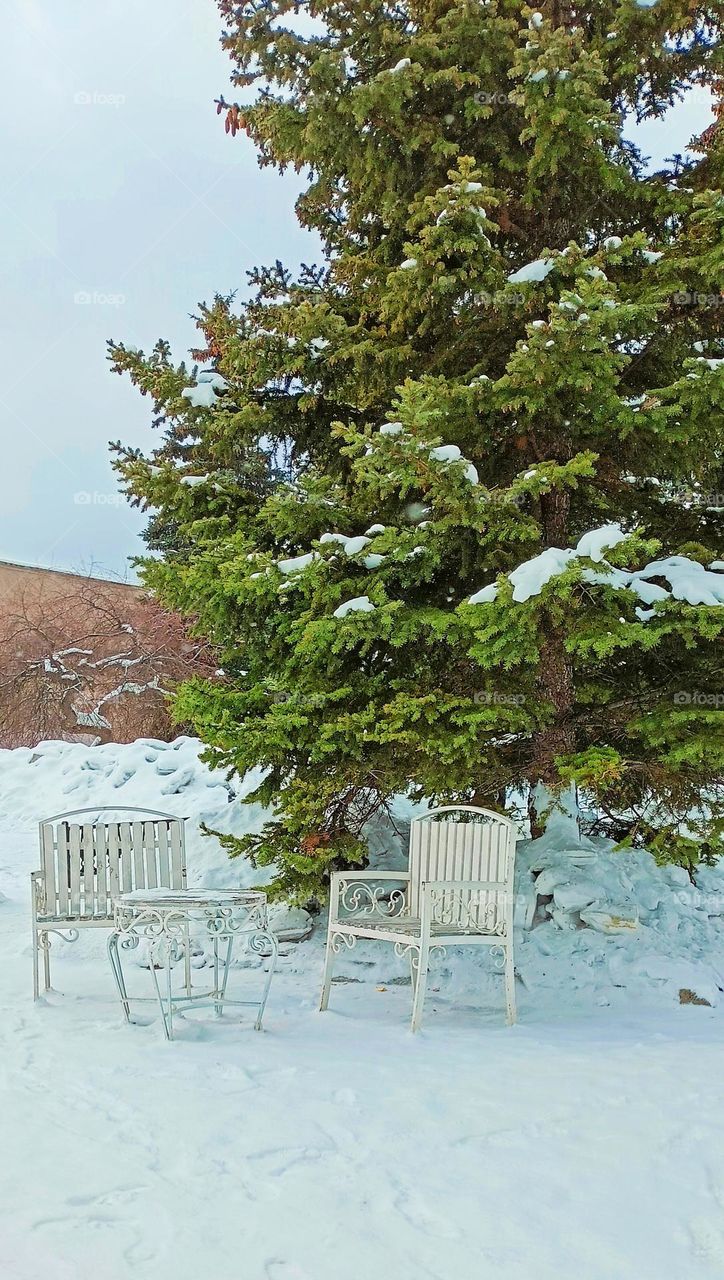 winter landscape, park, crowns and table, spruce, pine, tree, snow, emptiness, silence, white and green, white wooden furniture on the street