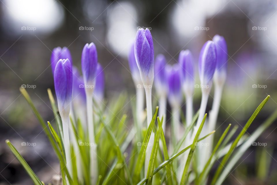 Violet crocus flowers at spring