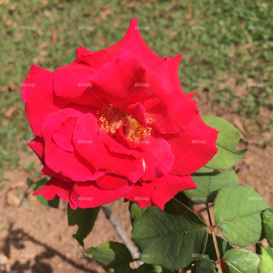 🌼#Flores do nosso #jardim, para alegrar e embelezar nosso dia!
#Jardinagem é nosso #hobby. 
🌹
#flor #flowers #flower #pétalas #garden #natureza #nature #flora  