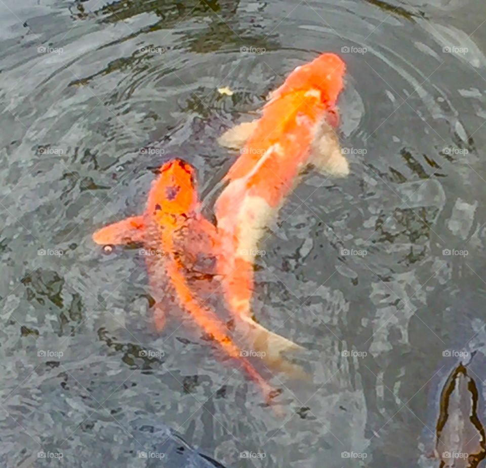 coloured carp nishikigoi