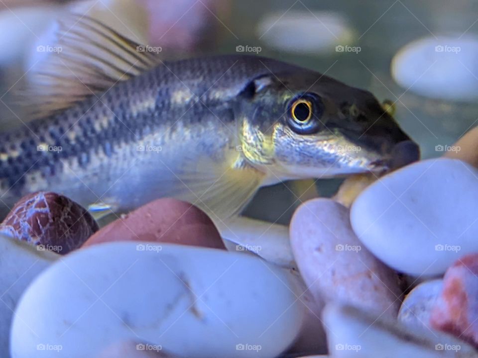 fish in an aquarium