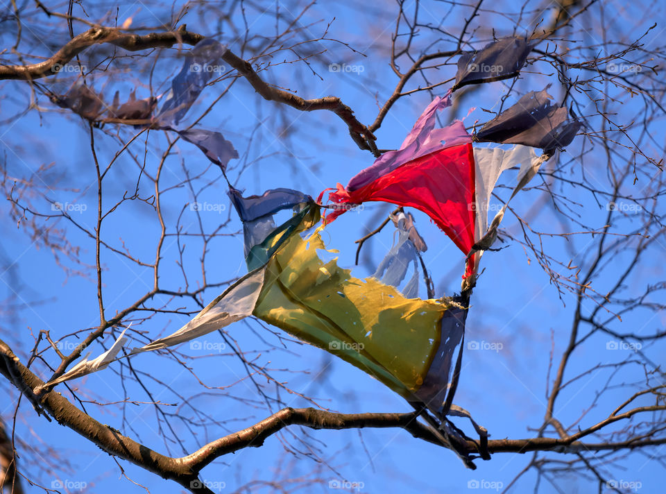 Broken colourful kite stuck in the birch tree in Helsinki, Finland