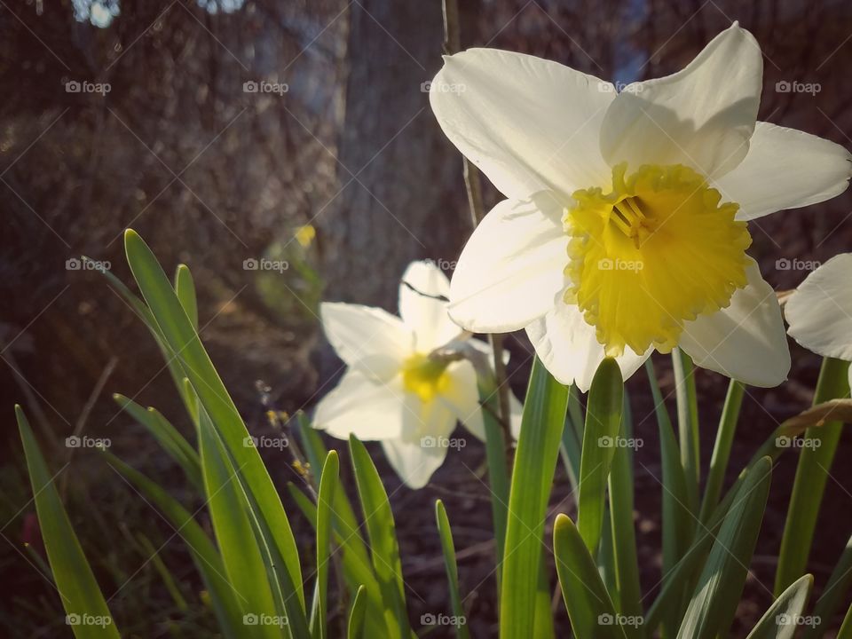 Daffodils 