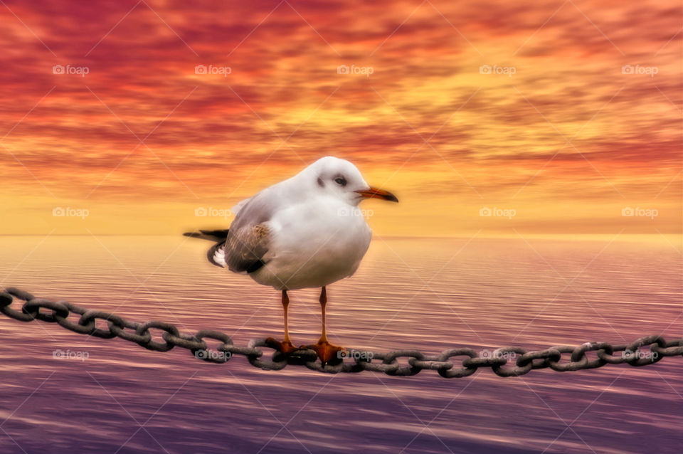 Gull on the Chain rope