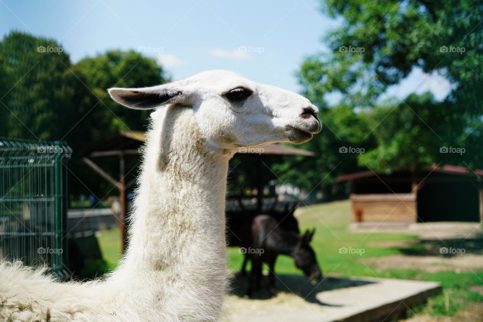 White llama