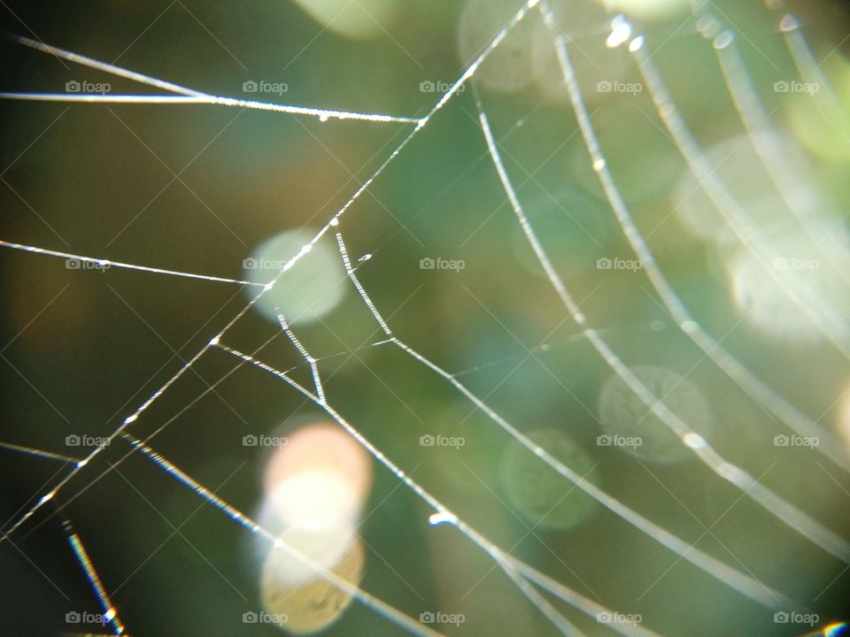 Macro shot of spider web