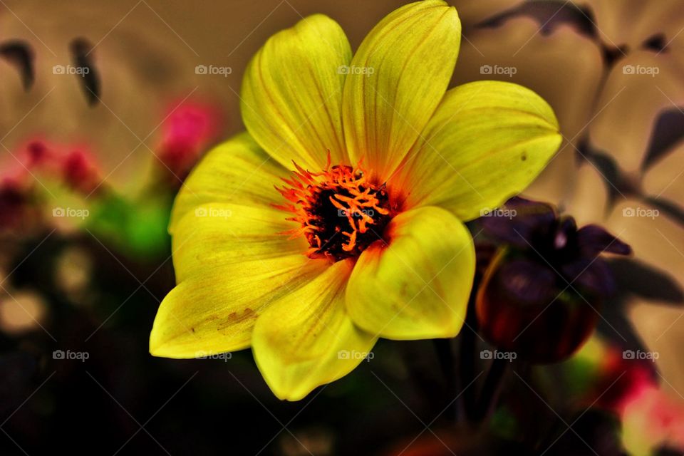 Close-up of yellow flower