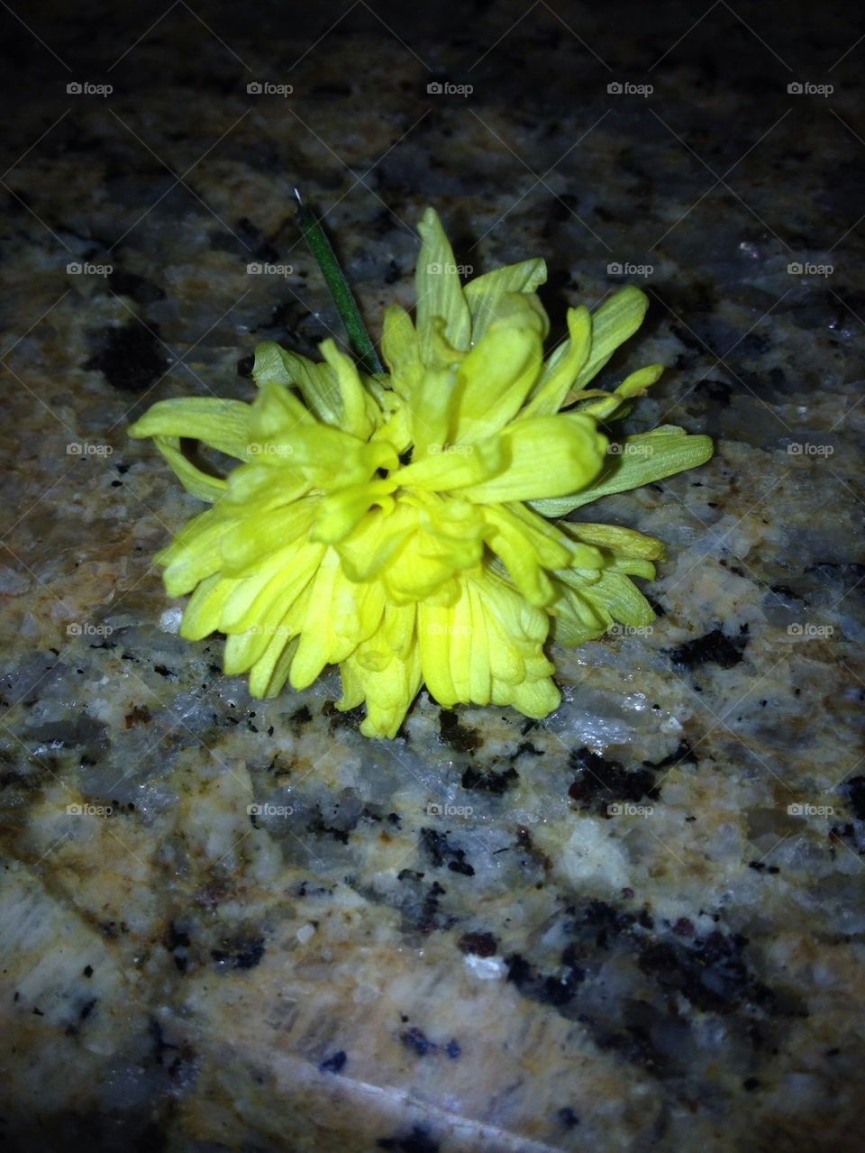 Anna's flower
