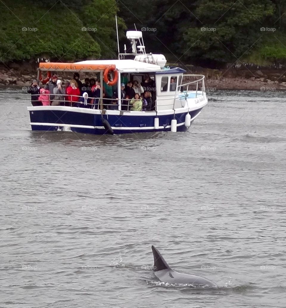 Boat and Dolphin