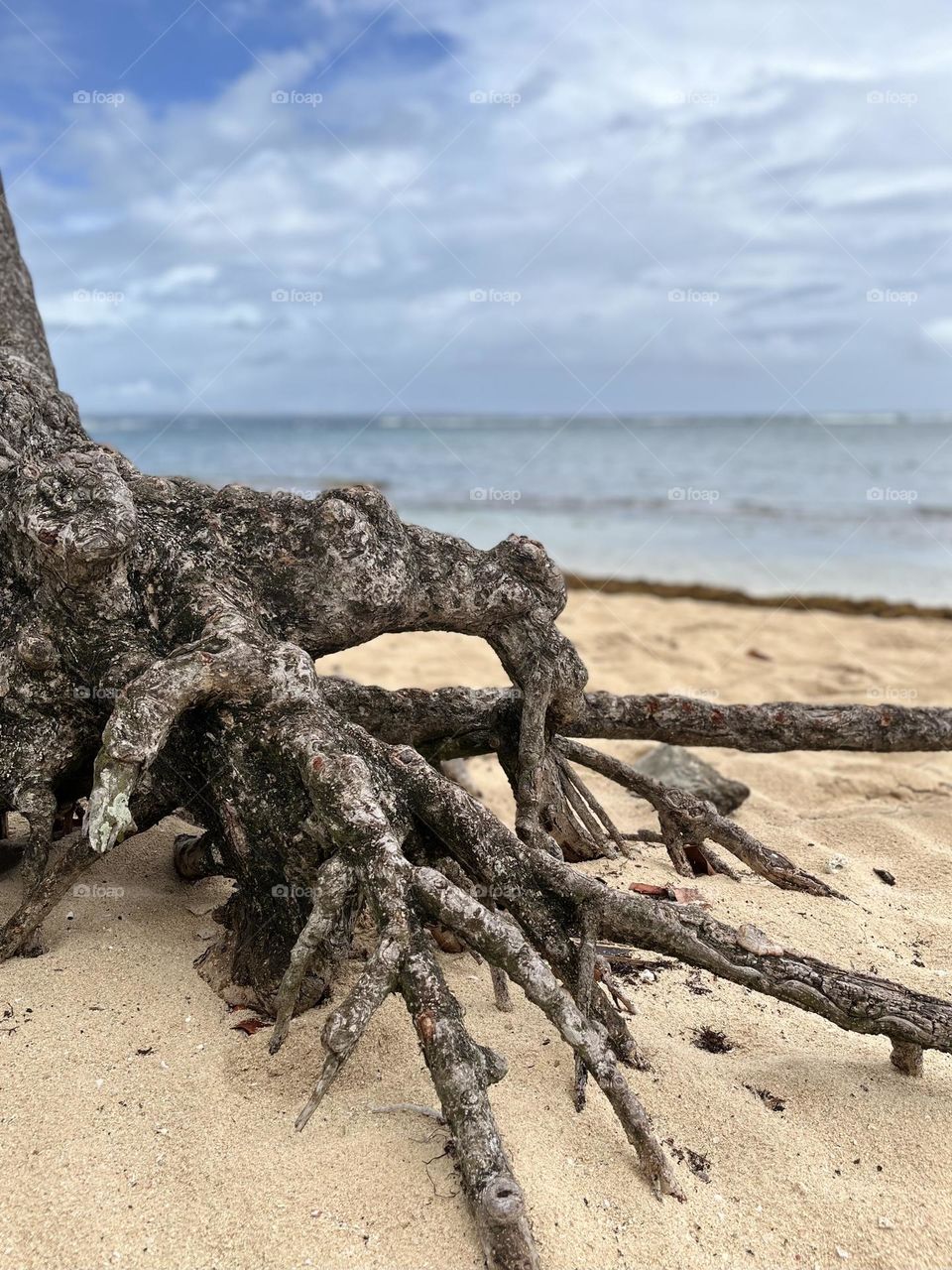 Close-up of the roots of a tropical tree on a Caribbean sandy beach