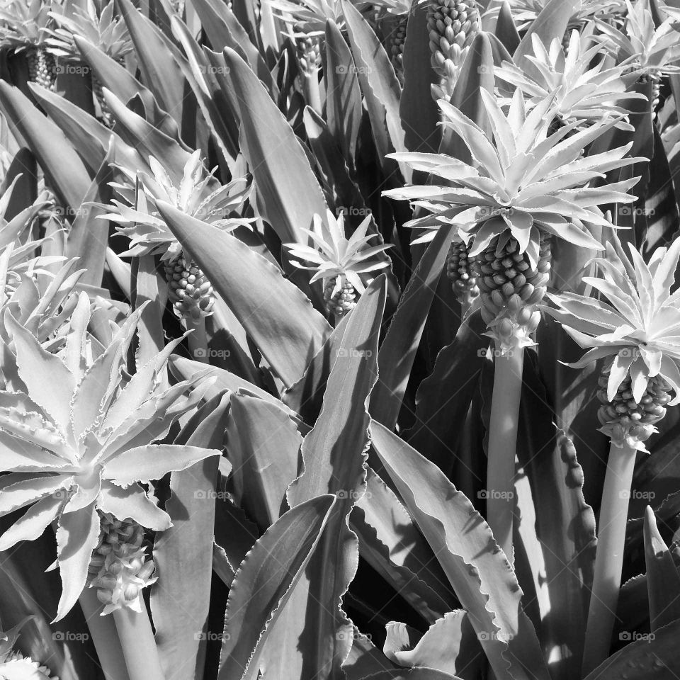 pineapple tree black and white