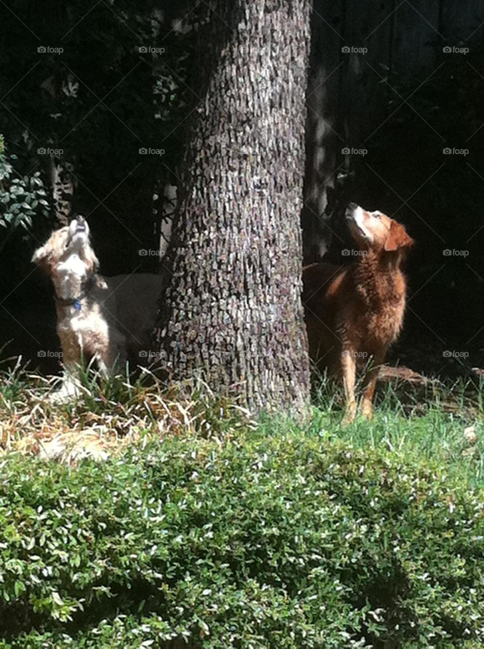 Two dogs chased a squirrel up a tree, and they are looking at it above them. 