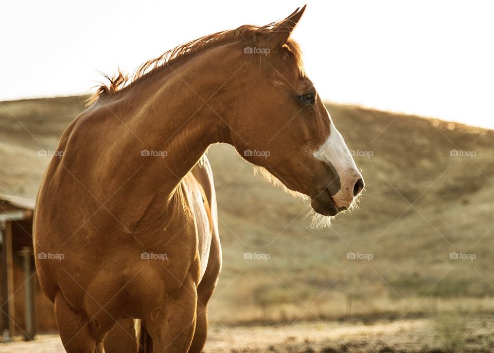 Clay looking for hay