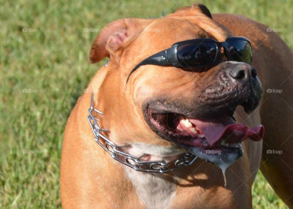 Cool dude diggity dog 