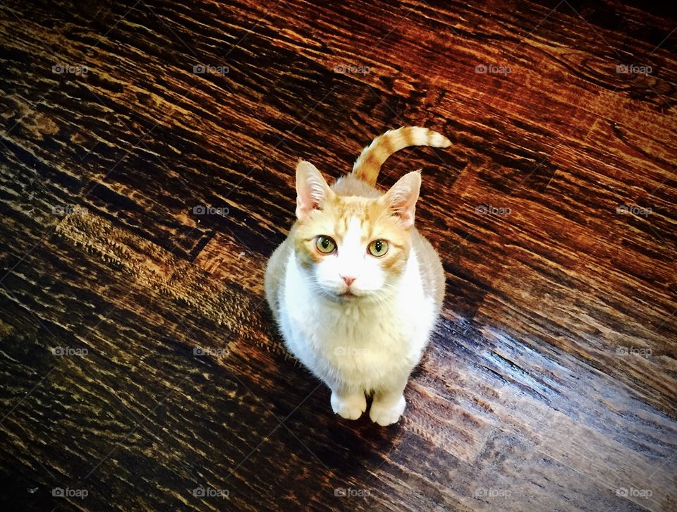 Orange tabby cat waiting for food