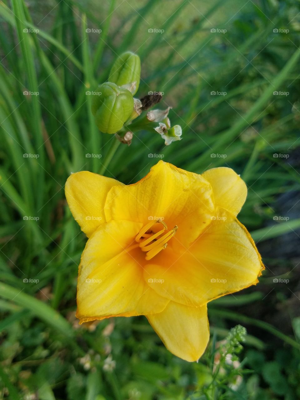 Nature, Flower, Flora, Garden, Summer