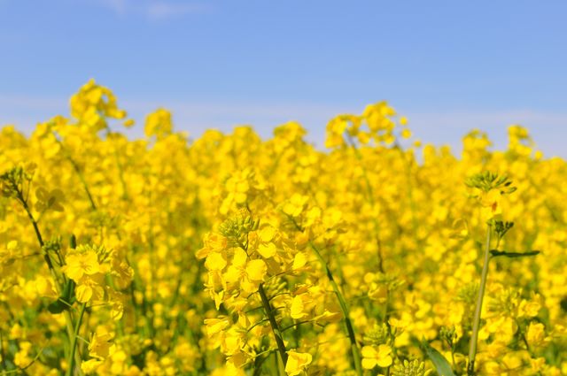 Rapeseed field against clear sky
