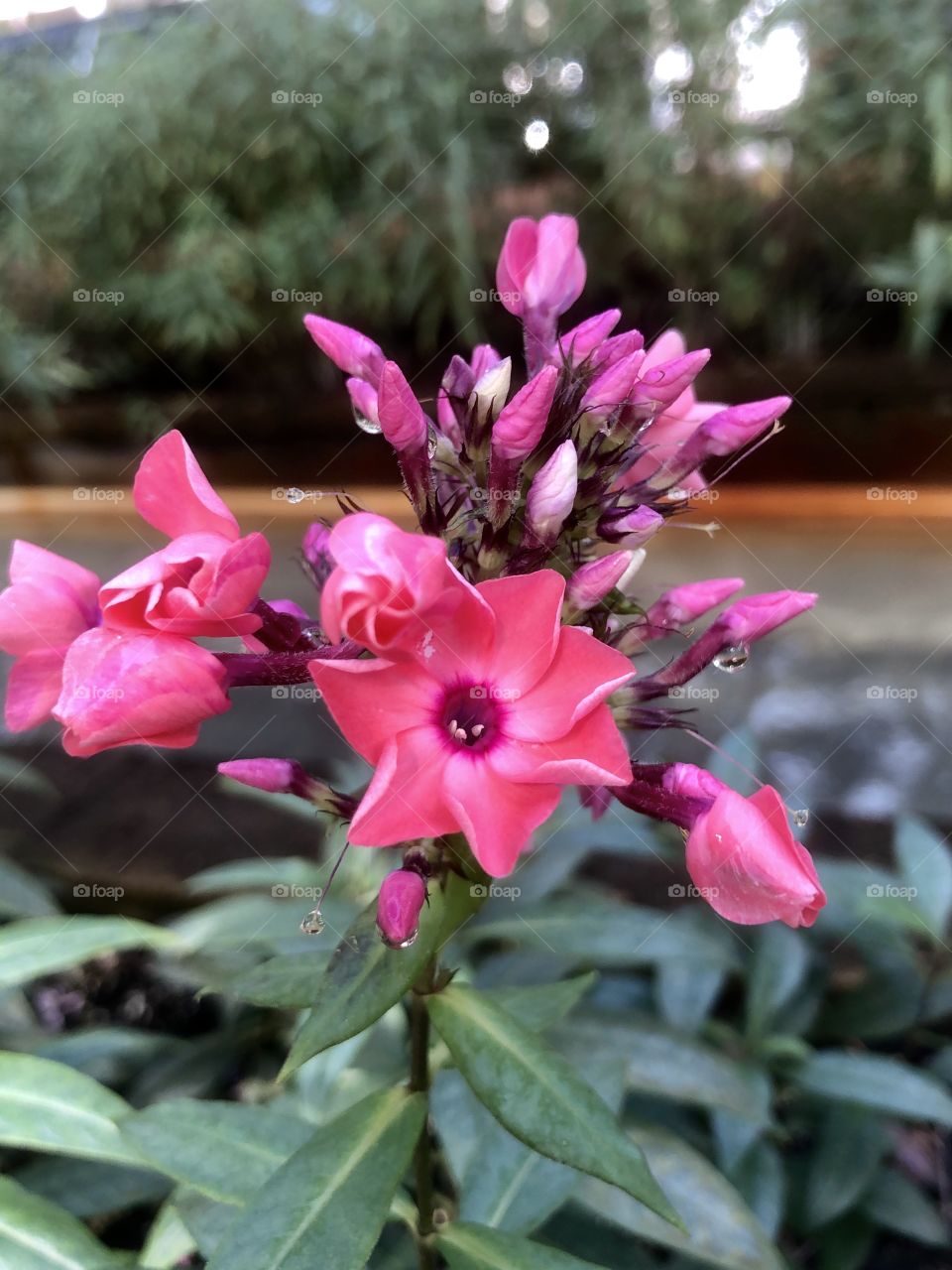 Tropical blooms and buds with dew drops in garden 
