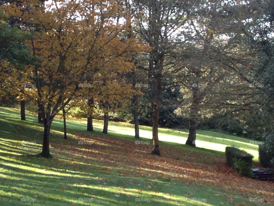 autumn walking rustling by Ellis