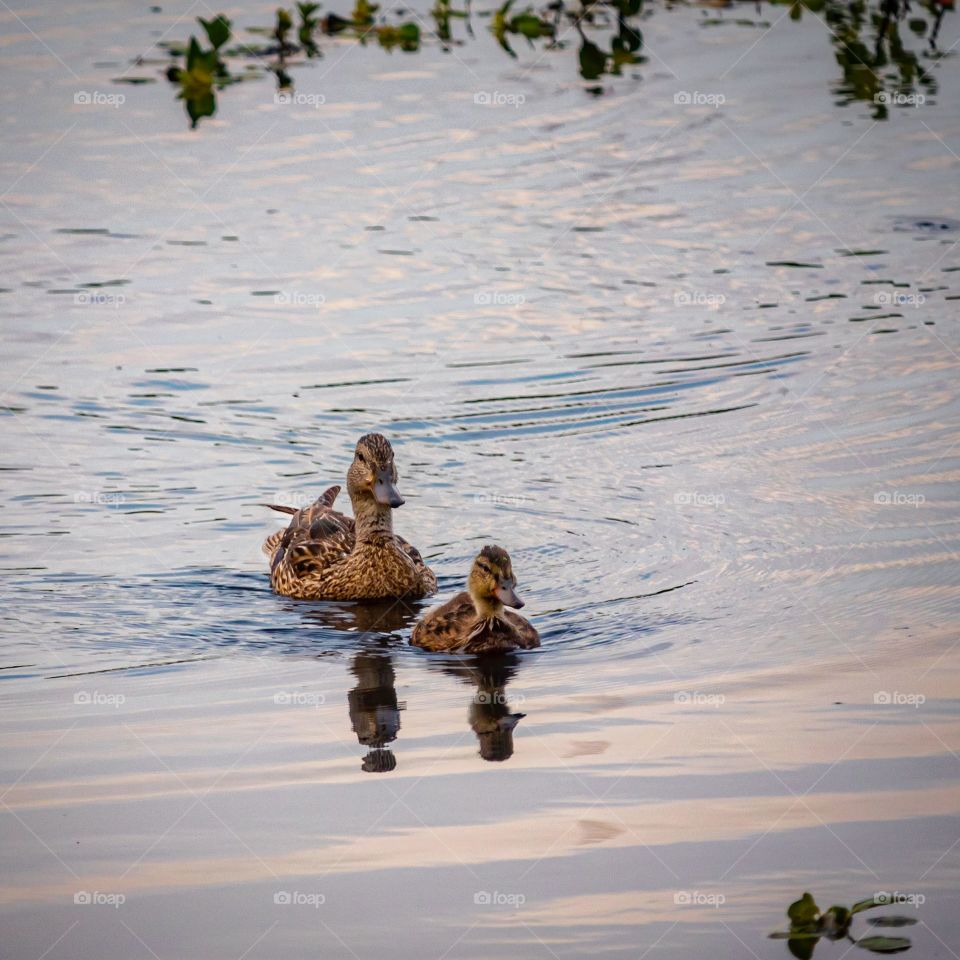 A mother mallard and her duckling swimming across a lake in San Diego CA.