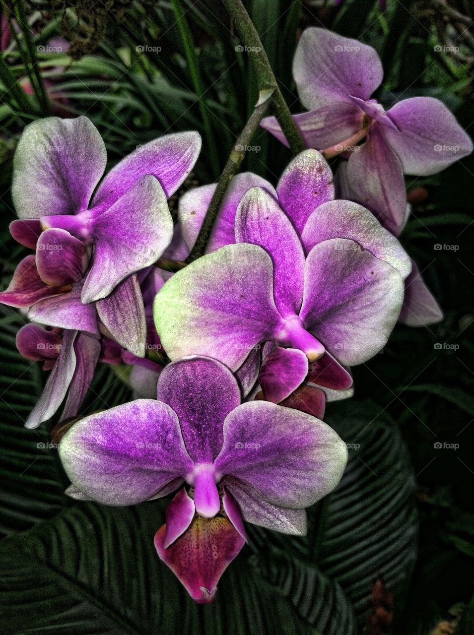Orchid