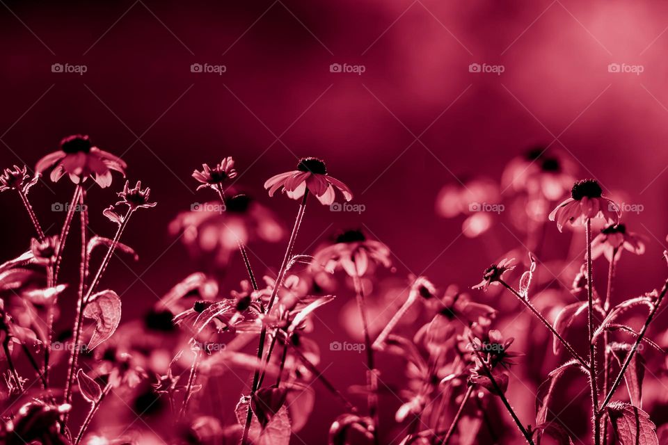 flowers in viva magenta color