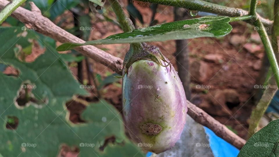 An eggplant