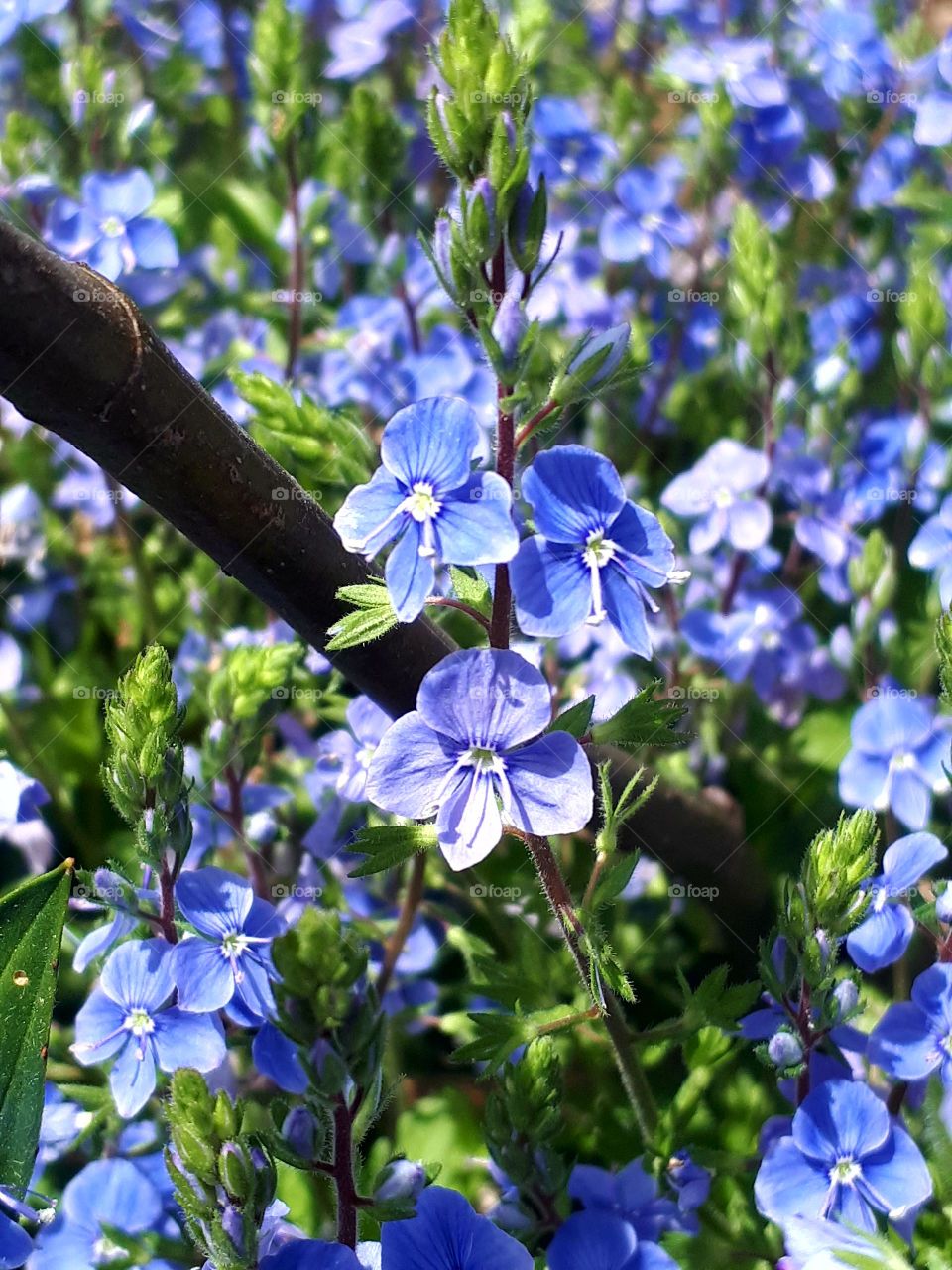 As a small child, I always found it interesting, a little bit, and the touchdowns were falling off. I tried to paint earlier, but never was the painting interesting. Until there was a little bigger bush in the fig tree