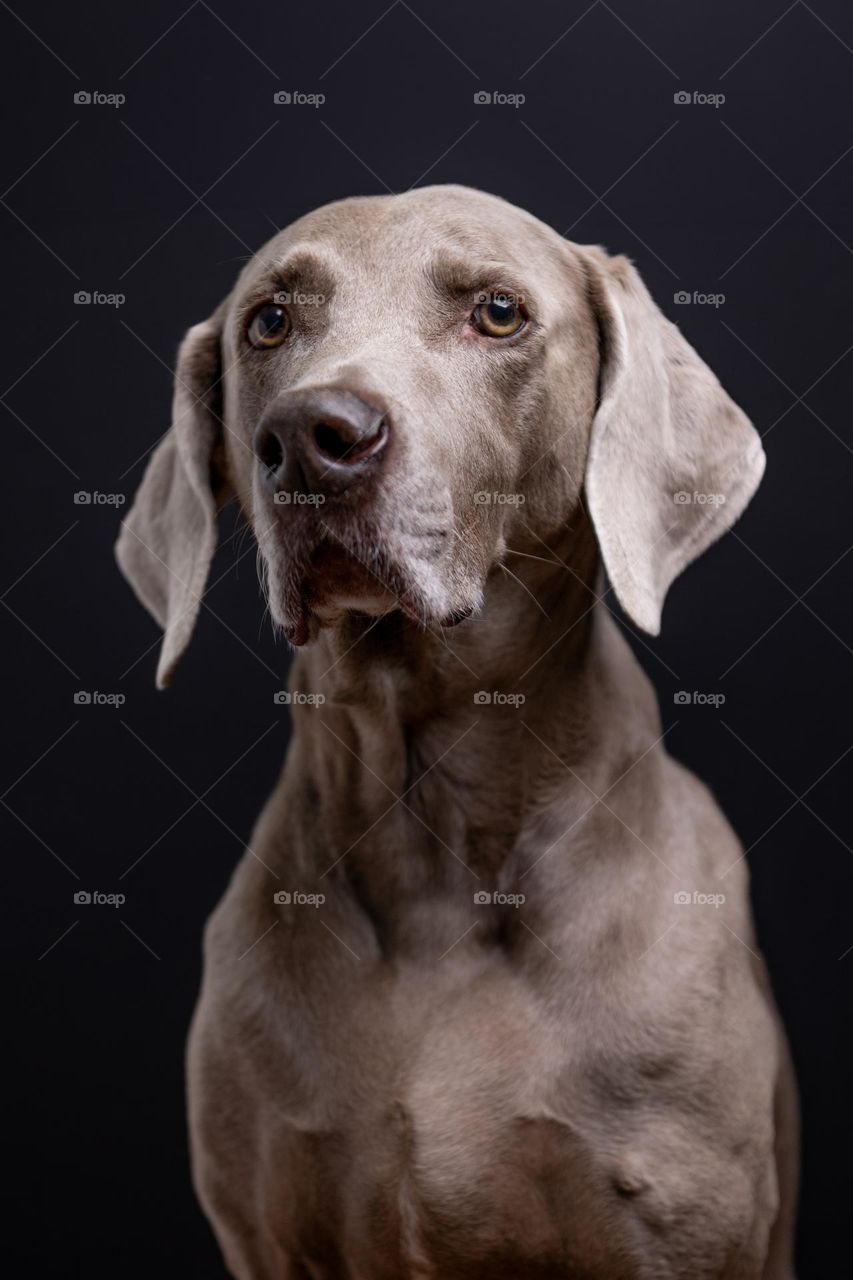 Vertical headshot portrait of a pet Weimaraner dog against a black background 
