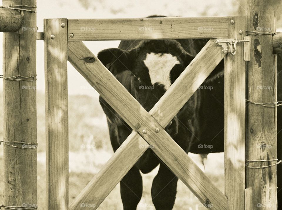 A steer peeks though a wooden pasture gate