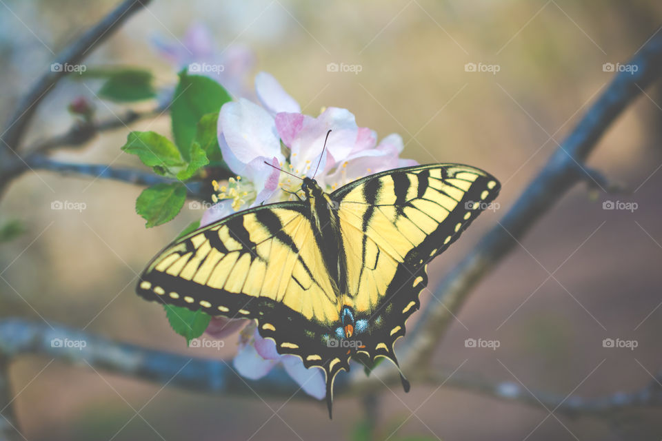 Yellow and Black Swallowtail Butterfly on Apple Tree Bloom