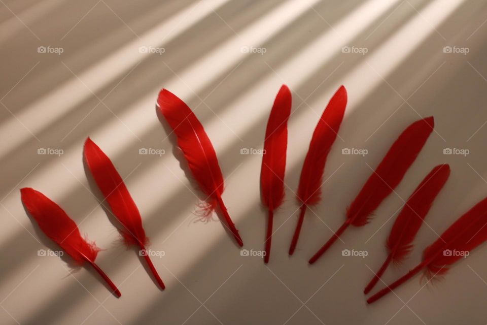 Multiverse of red feathers