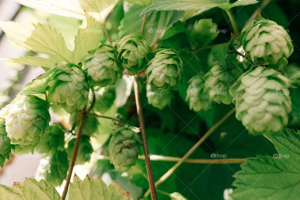 A bright green hop that grows on a vine and is often used  for beer brewing.