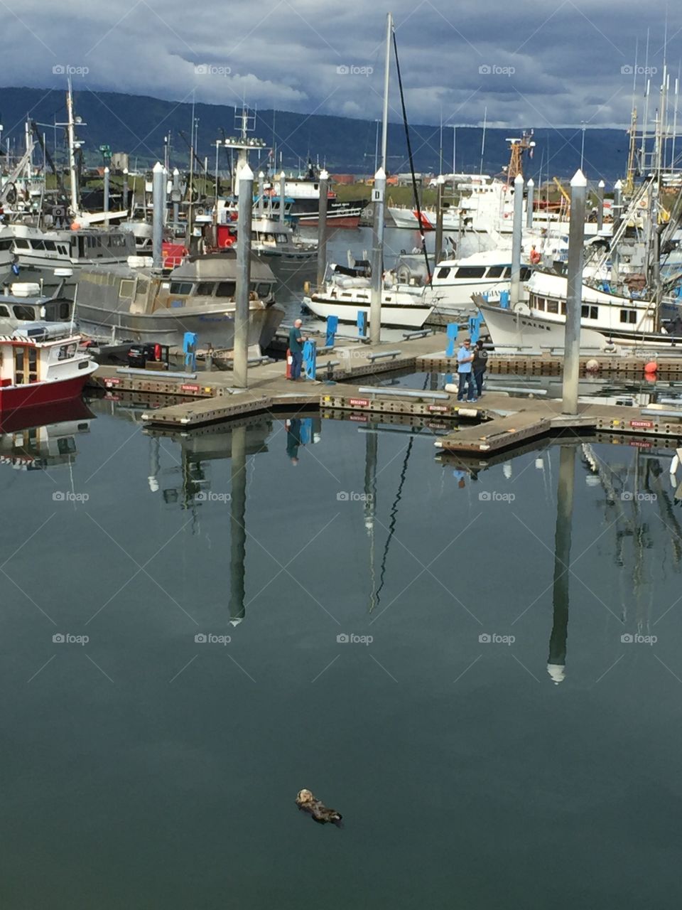 Sea Otter in Homer harbor Alaska 