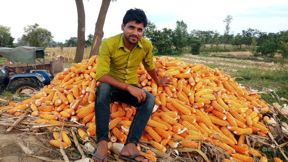 maize farming