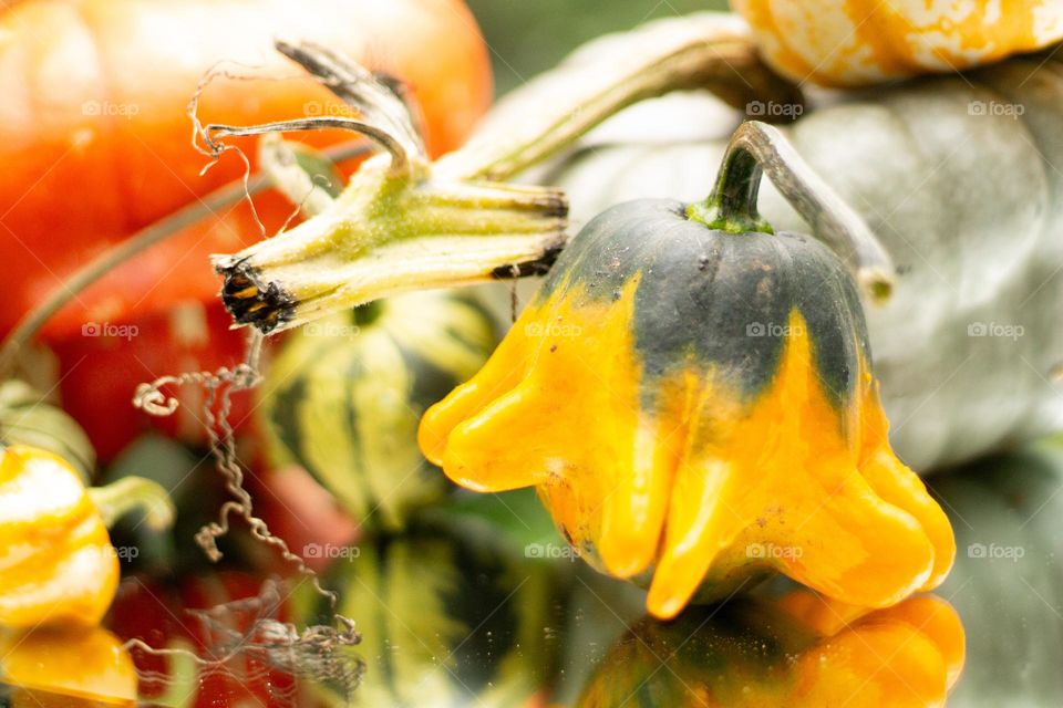 Fall harvest produces these beautifully shaped and textured gourds for decorating my table, my porch everywhere! The gourds are displayed in full glory on this mirror between a squash and a blue pumpkin. I love fall! 🧡