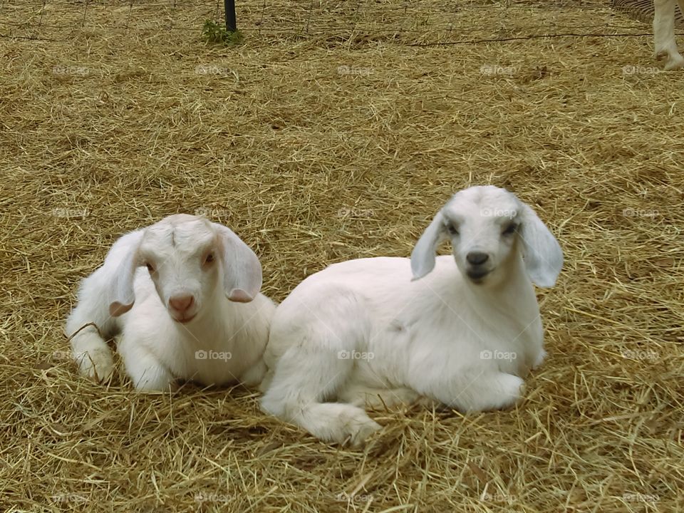 Twin baby goats