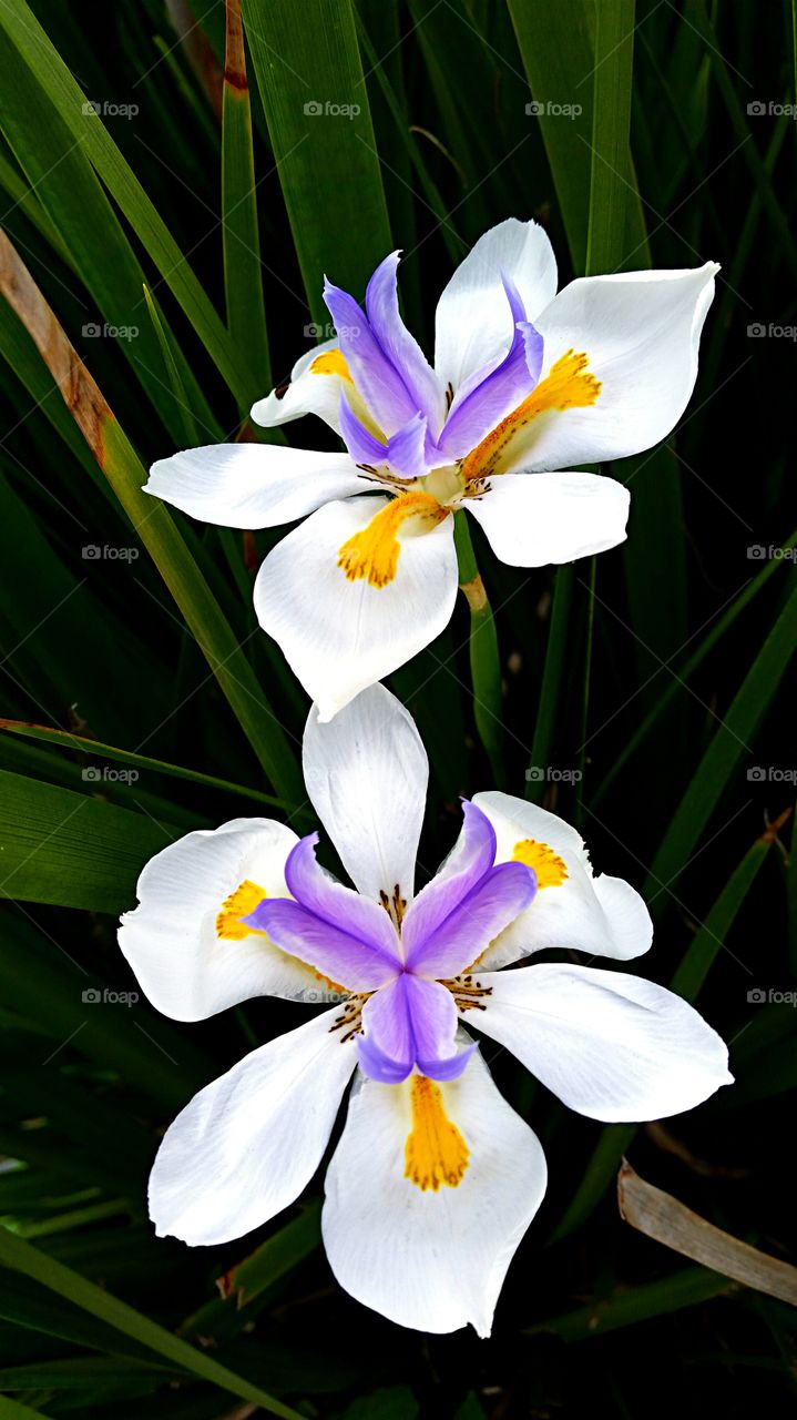 Spring Flowers. White & Purple Flowers 