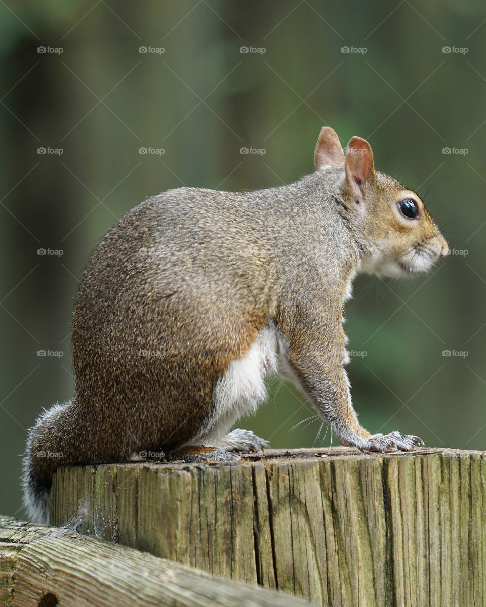 Resting squirrel