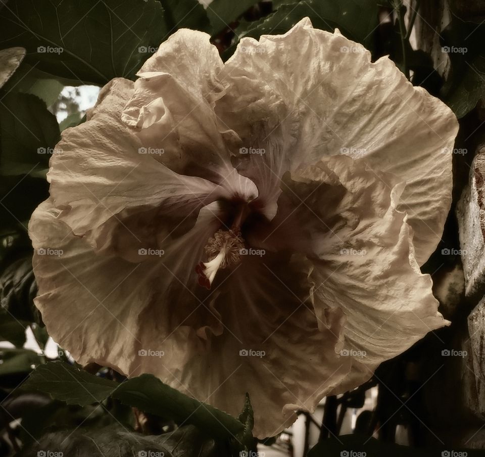 hibiscus