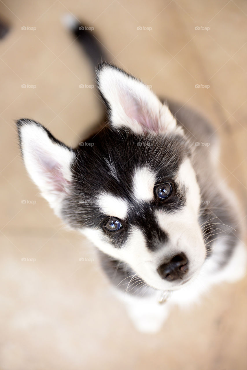 High angle view of a dog