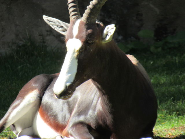 Gazelle 