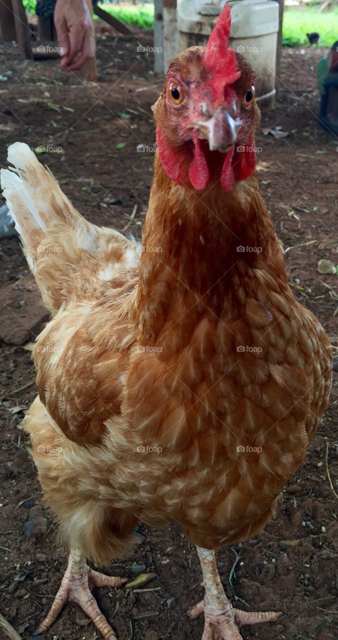 Chicken looking at me. . 
I took this photo when I was in my farm. 
