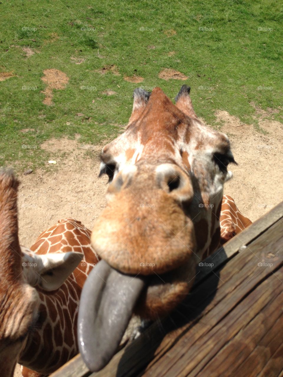 playtime with the giraffes