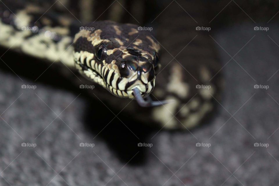 close-up shot i got of my old carpet python god these snake are so cool look at that defensiv posture